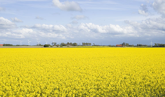 Ostfriesland - grünes Land und unendliche Weite